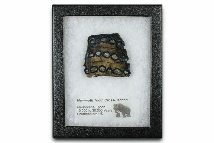 Mammoth Molar Slice With Case - South Carolina #377779